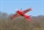 Extreme Flight Laser 200 48´ Red